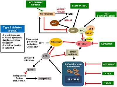 mTORC1 Overactivation as a Key Aging Factor in the Progression to Type 2 Diabetes Mellitus